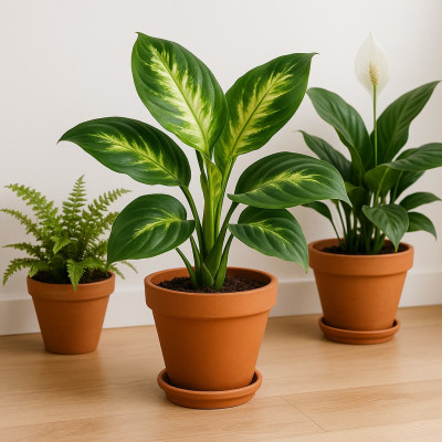 Dieffenbachia Mariana S14